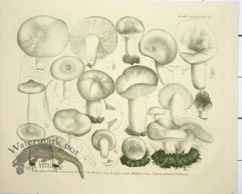 Mushroom Atlas 49